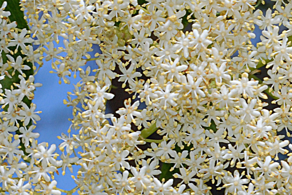 Blue Elderberry 