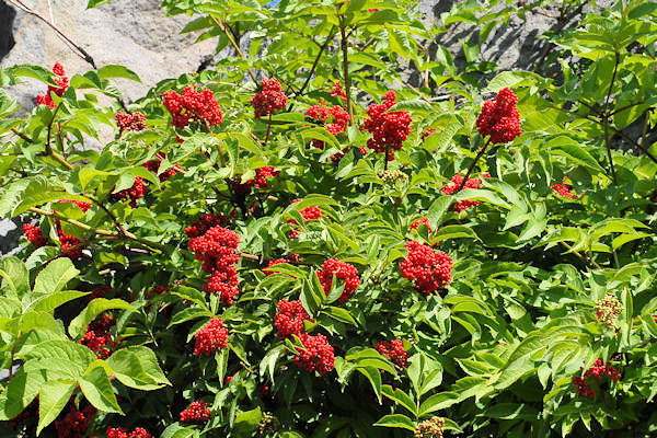 Red Elderberry