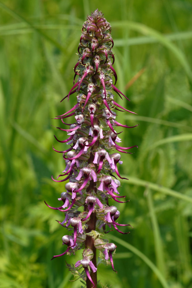 Elephant's Head Lousewort 