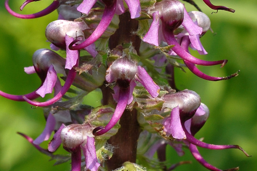 Elephant's Head Lousewort 