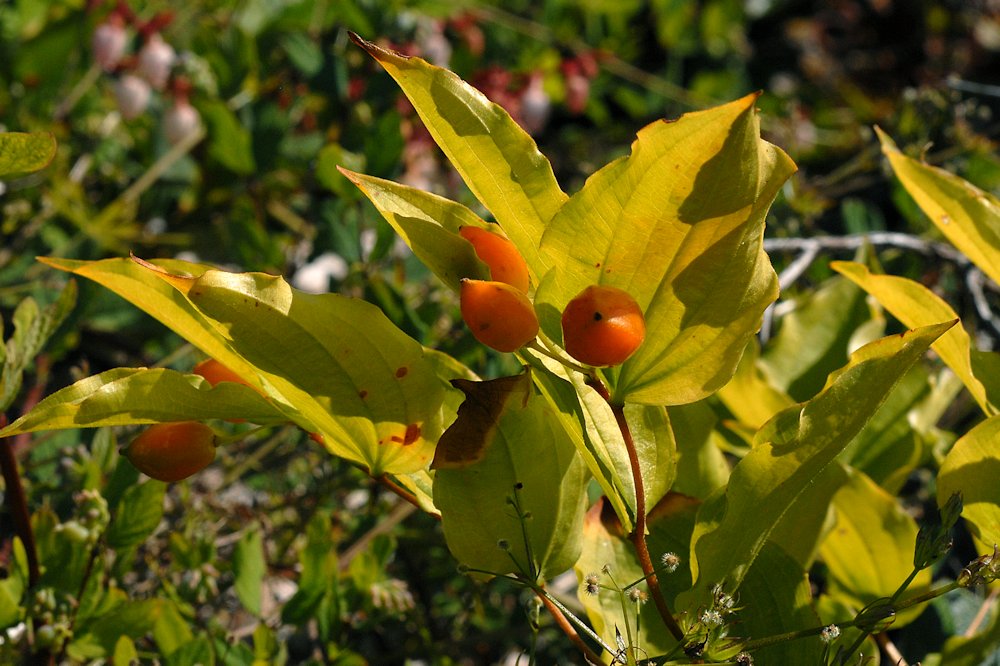 Fairy Lantern fruit