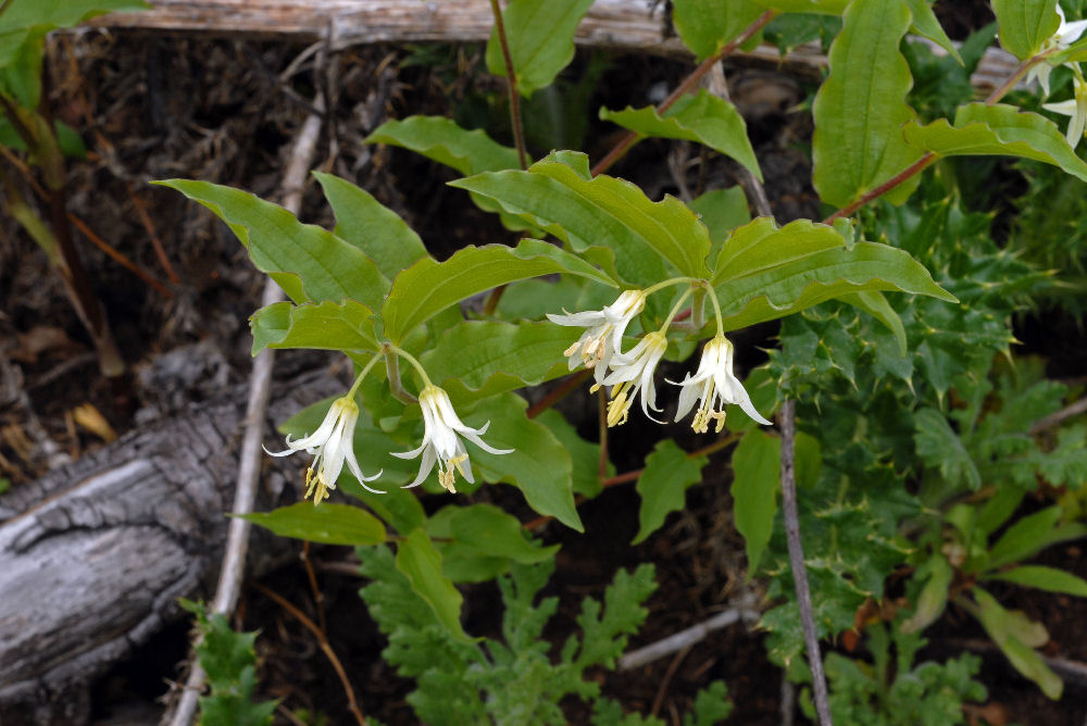 Hooker's Fairybell 