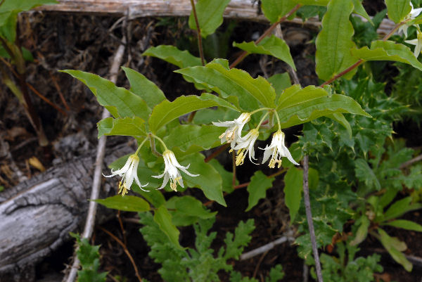 Hooker's Fairybell