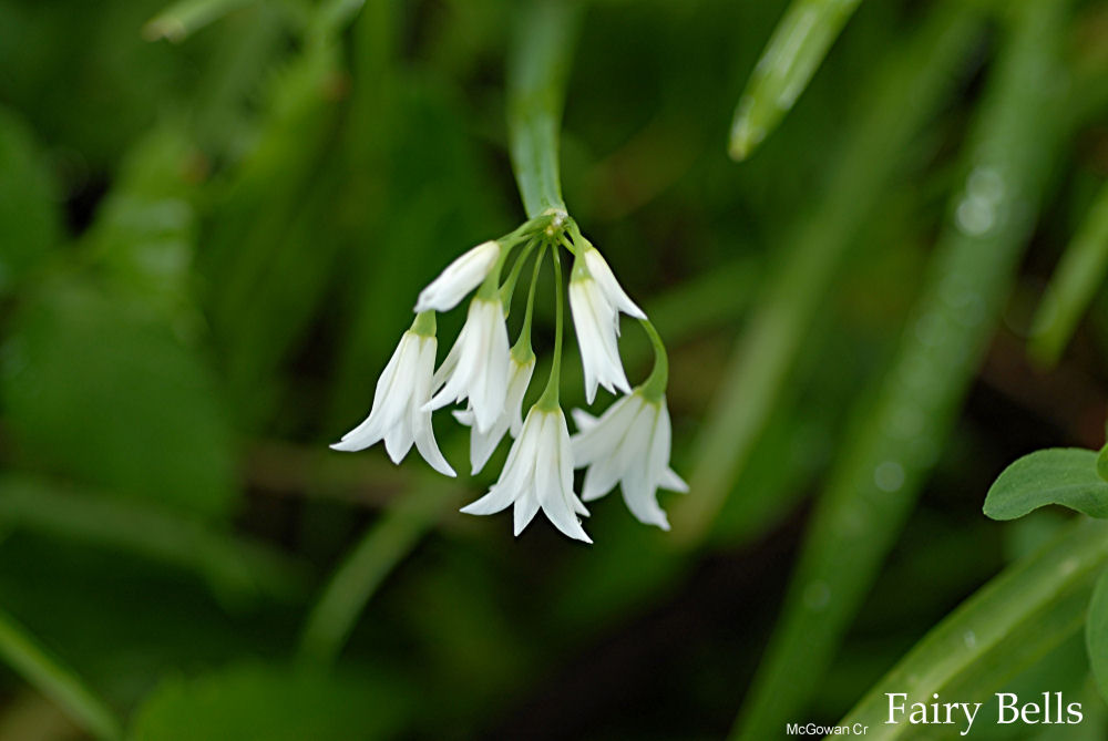 Wartberry Fairybell 