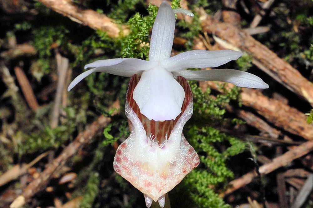 Fairyslipper 