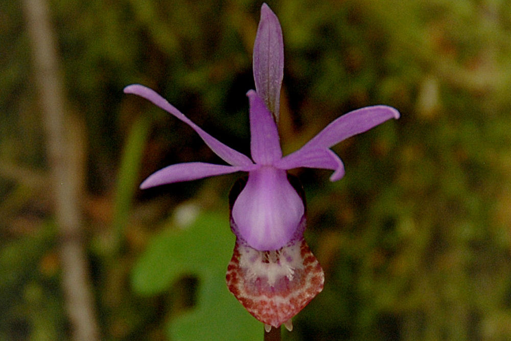 Fairyslipper 