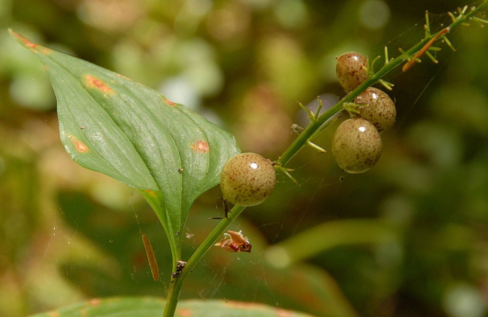 False Lily-of-the-Valley 