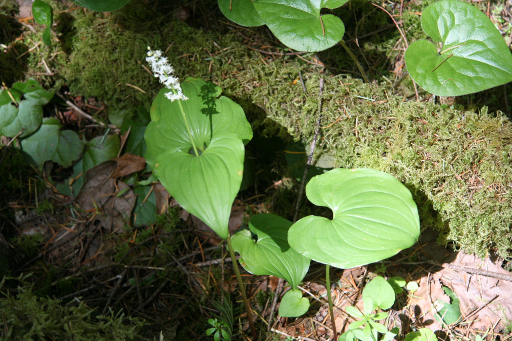 False Lily-of-the-Valley 