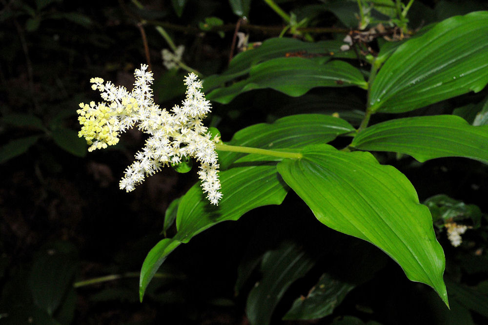 Large False Solomon's Seal 