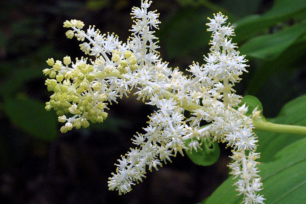 False Solomon's Seal 