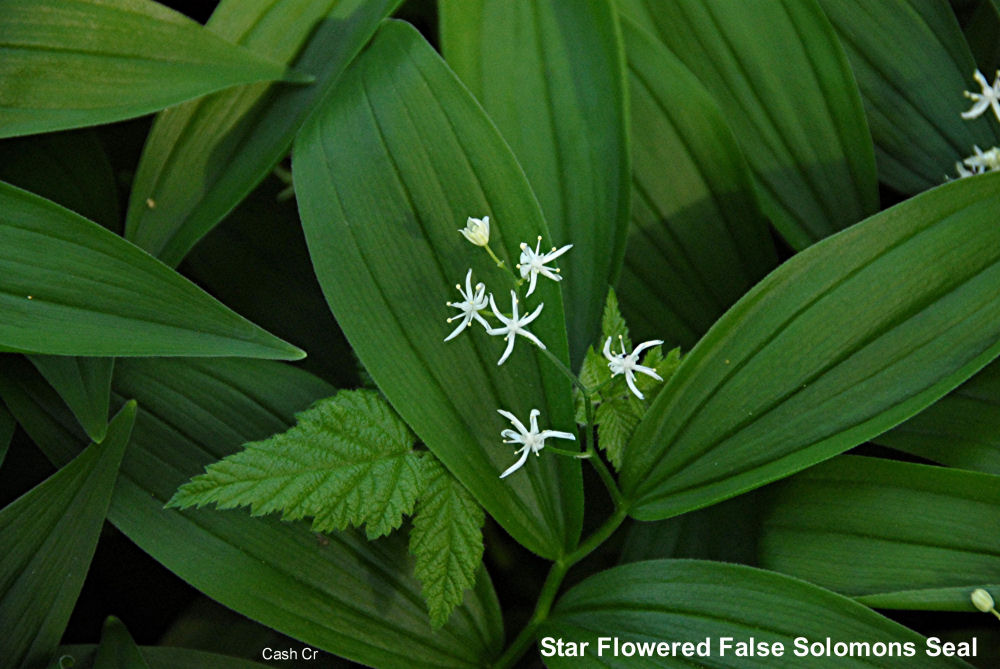 Star Flowered False Solomon's Seal 