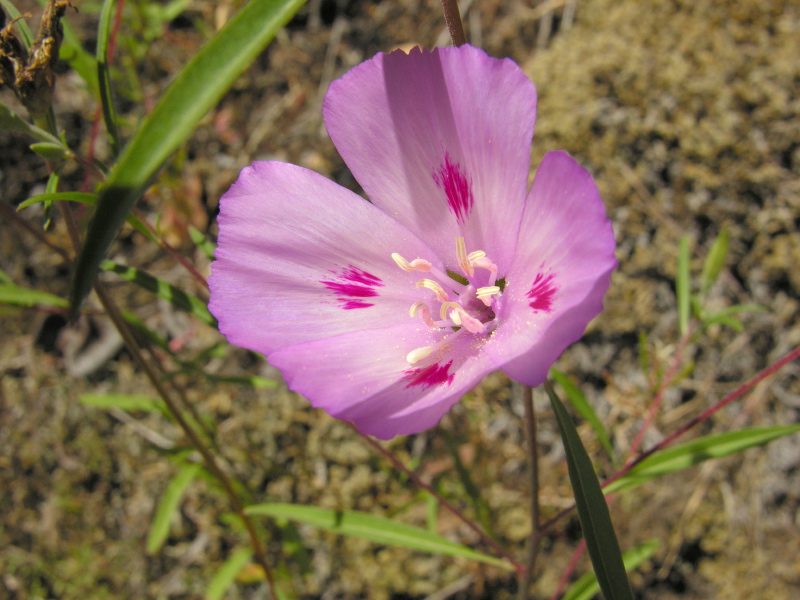 Farewell-to-spring 