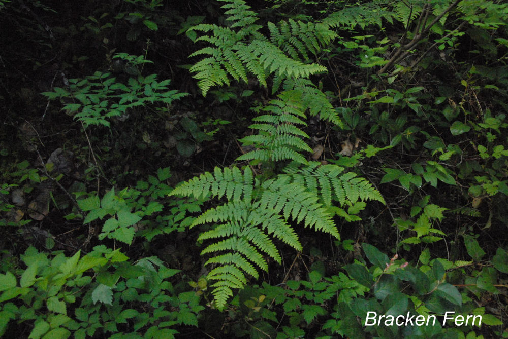 Bracken Fern