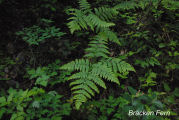 Fern, Bracken