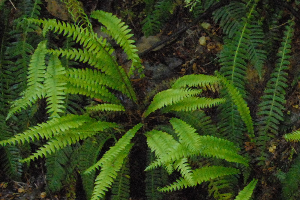 Deer Fern