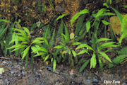 Fern, Deer 