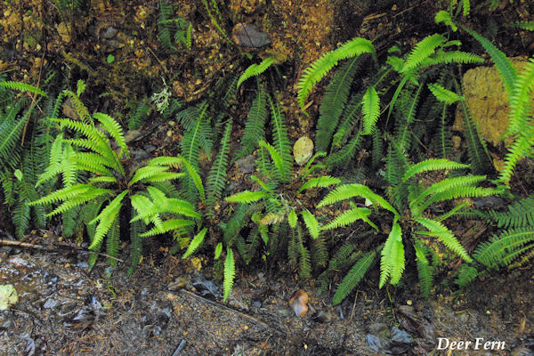 Deer Fern