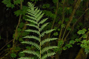 Fern, Lady 