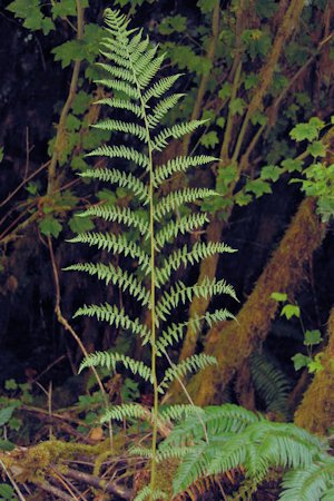 Lady Fern