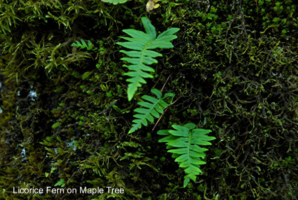 Licorice Fern