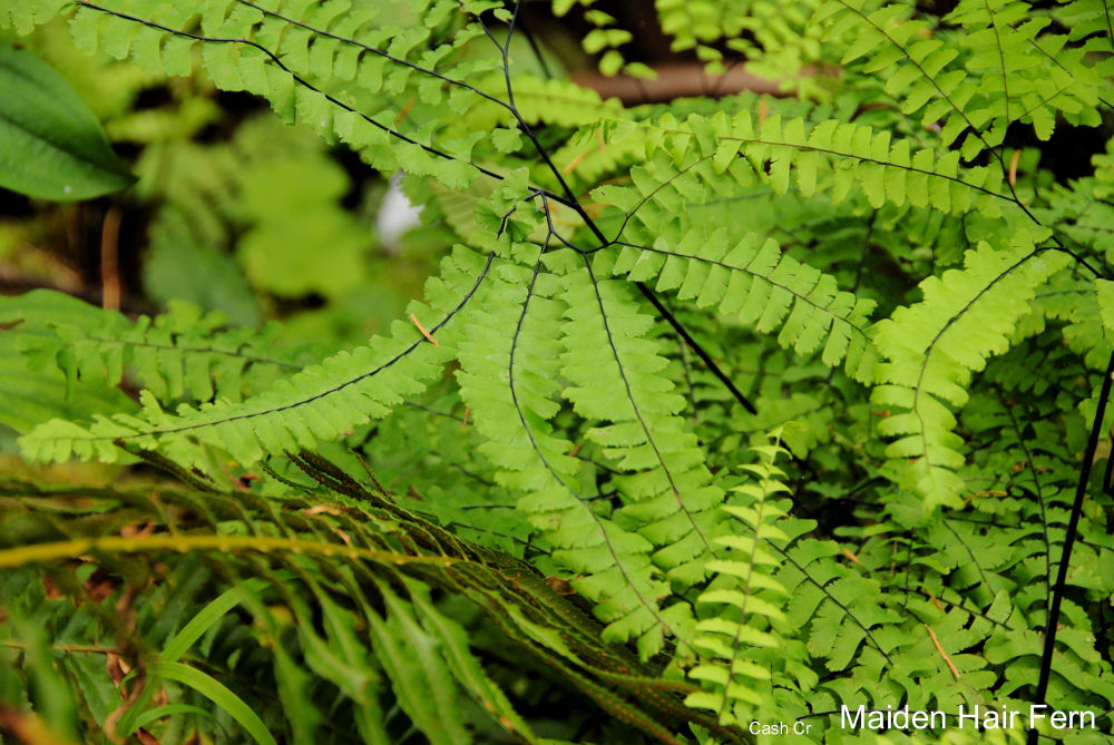 Maidenhair Fern