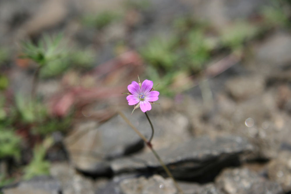Redstem Filaree
