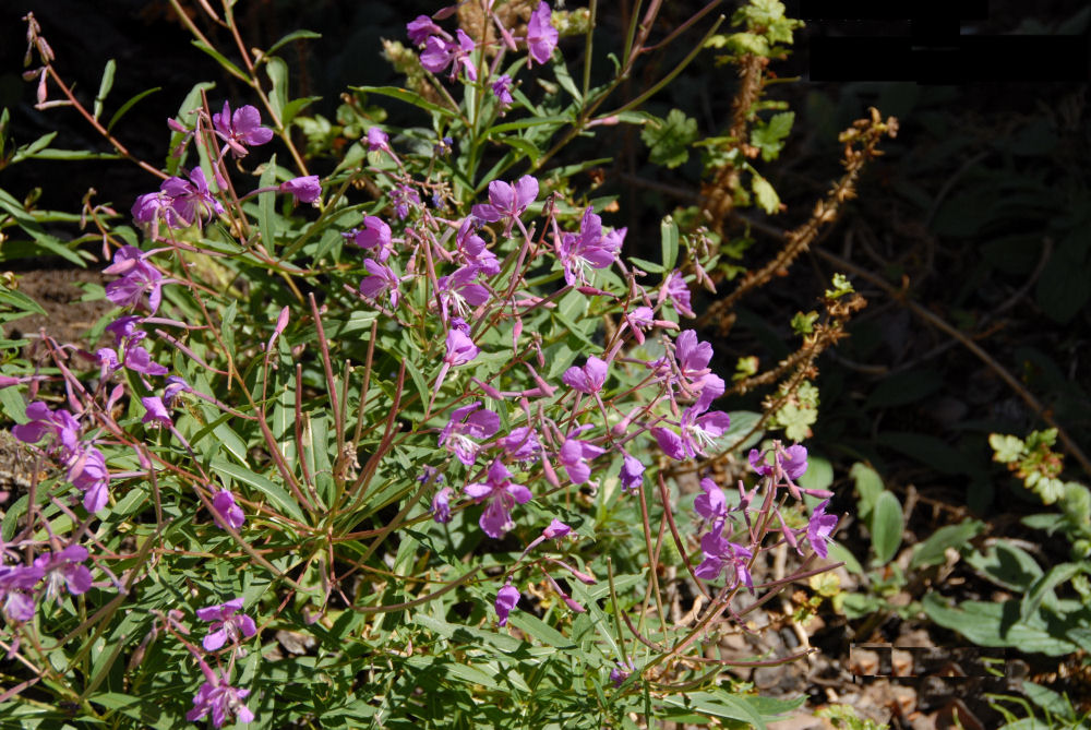 Fireweed