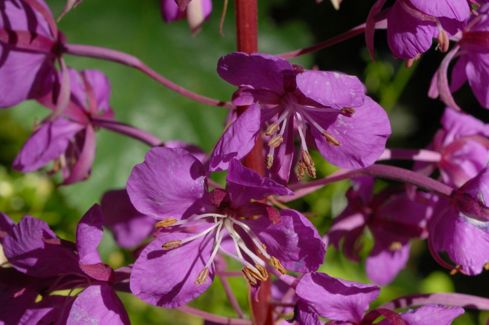 Fireweed