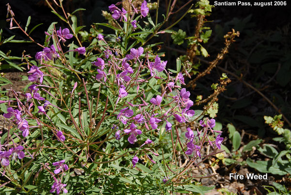 Fireweed