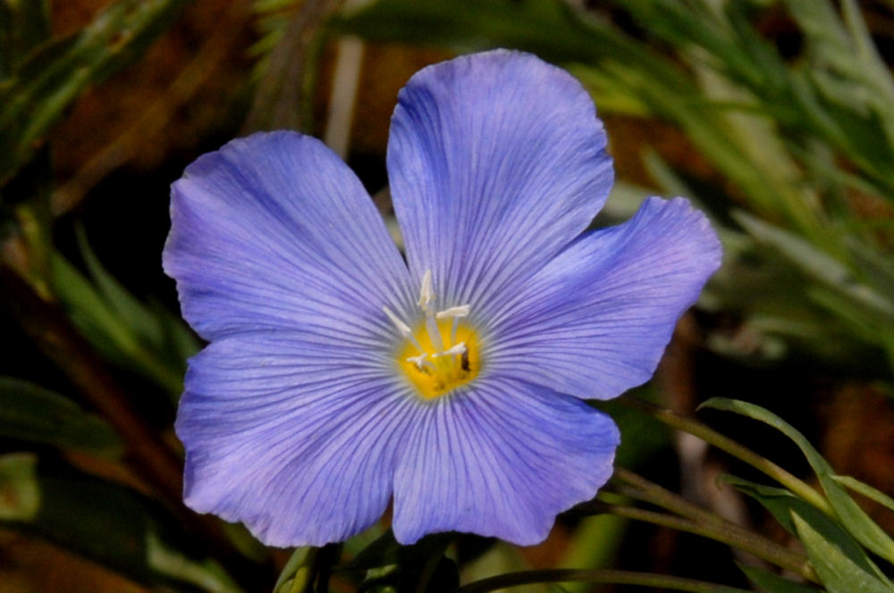 Blue Flax