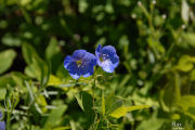 Flax, Blue