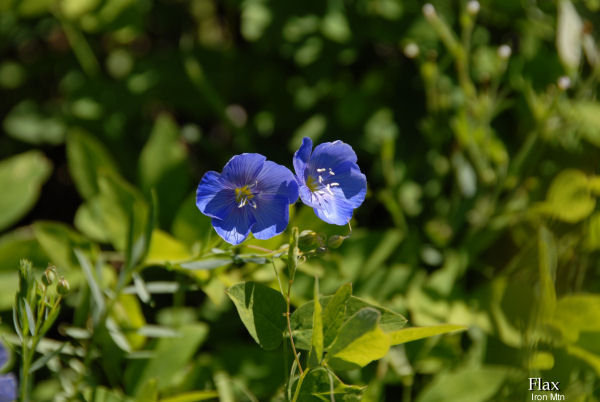 Blue Flax