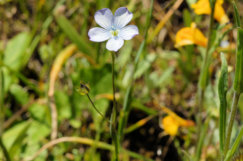 Pale Flax found in Oregon