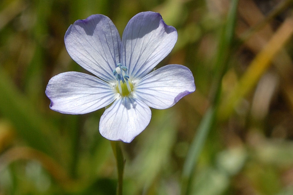 Pale Flax found in Oregon