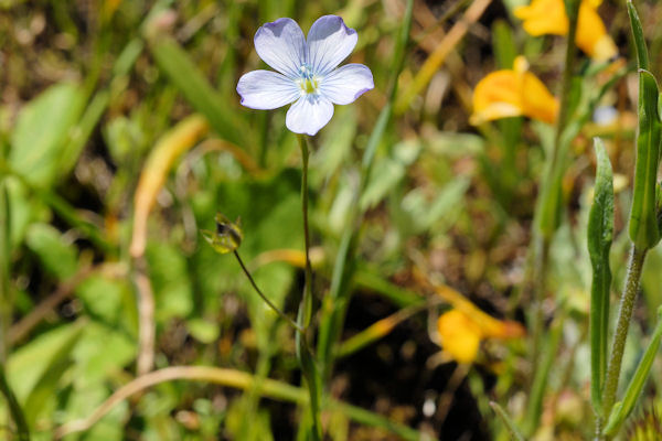 Pale Flax