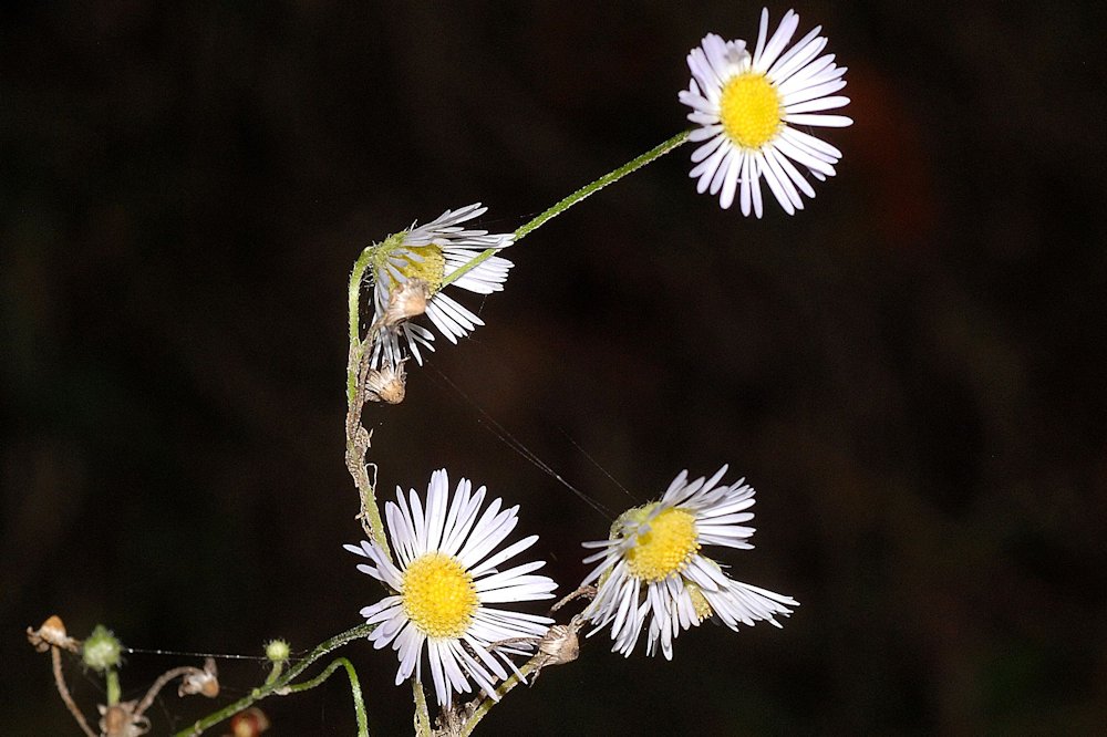 Annual Fleabane