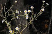 Fleabane, Annual
