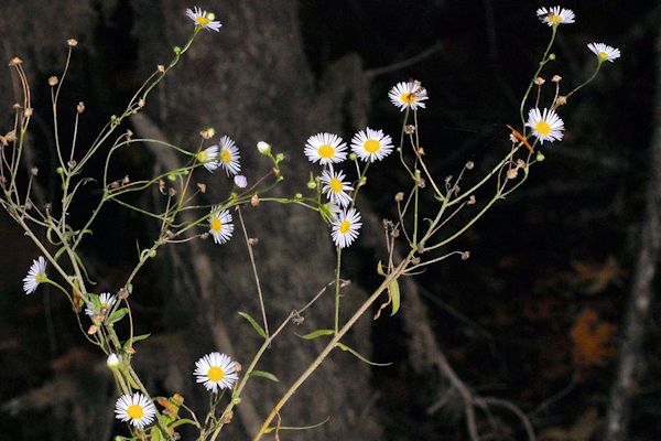 Annual Fleabane