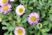Fleabane, Philadelphia