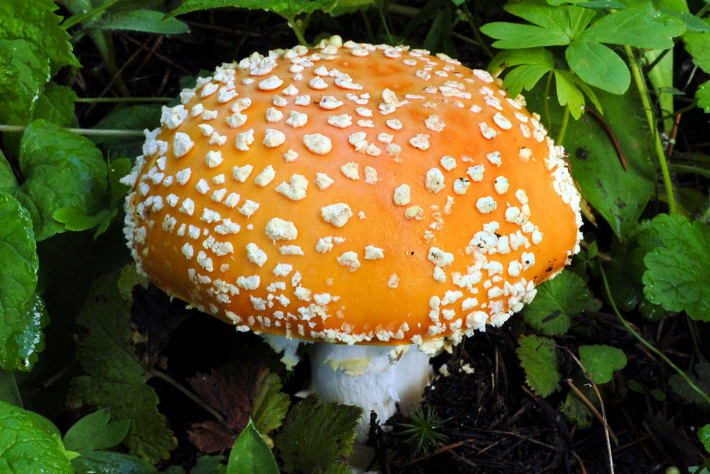 Fly Agaric