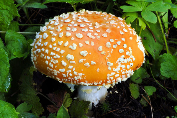 Fly Agaric