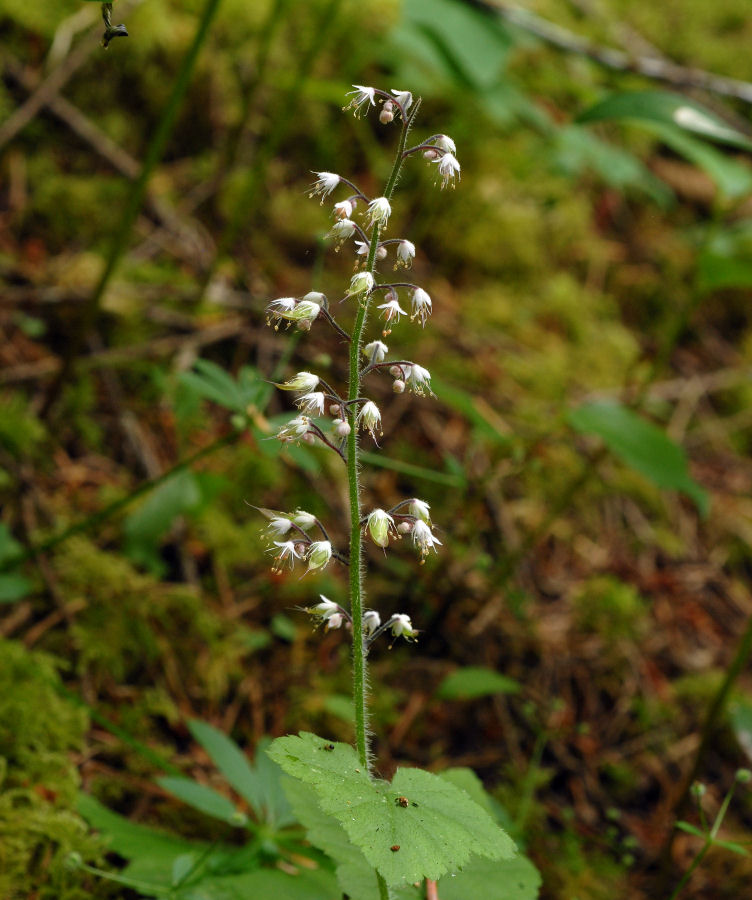 Foamflower