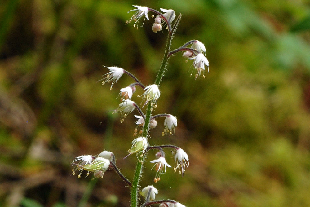 Foamflower