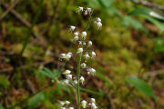 Foamflower