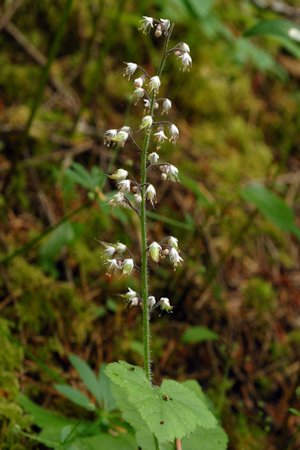 Foamflower