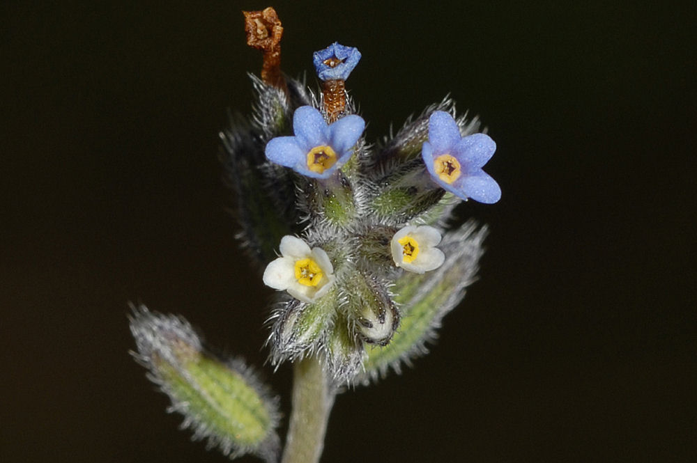 Common Forget-Me-Not