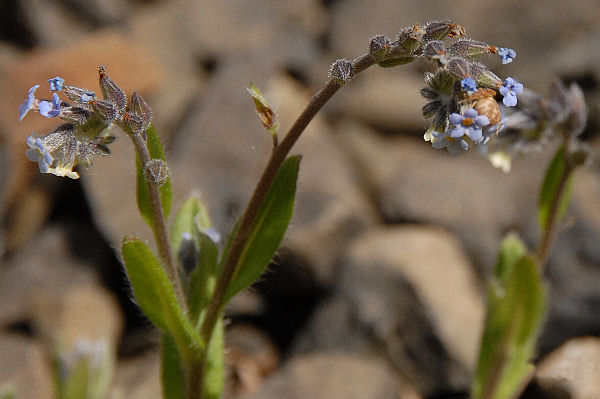 Common Forget-Me-Not