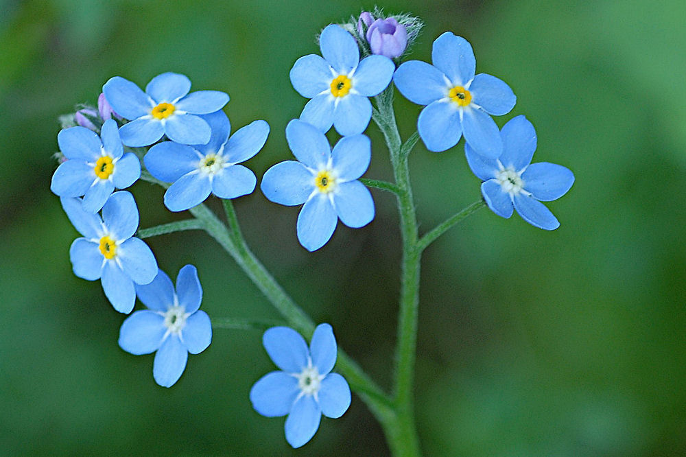 Forget Me Not