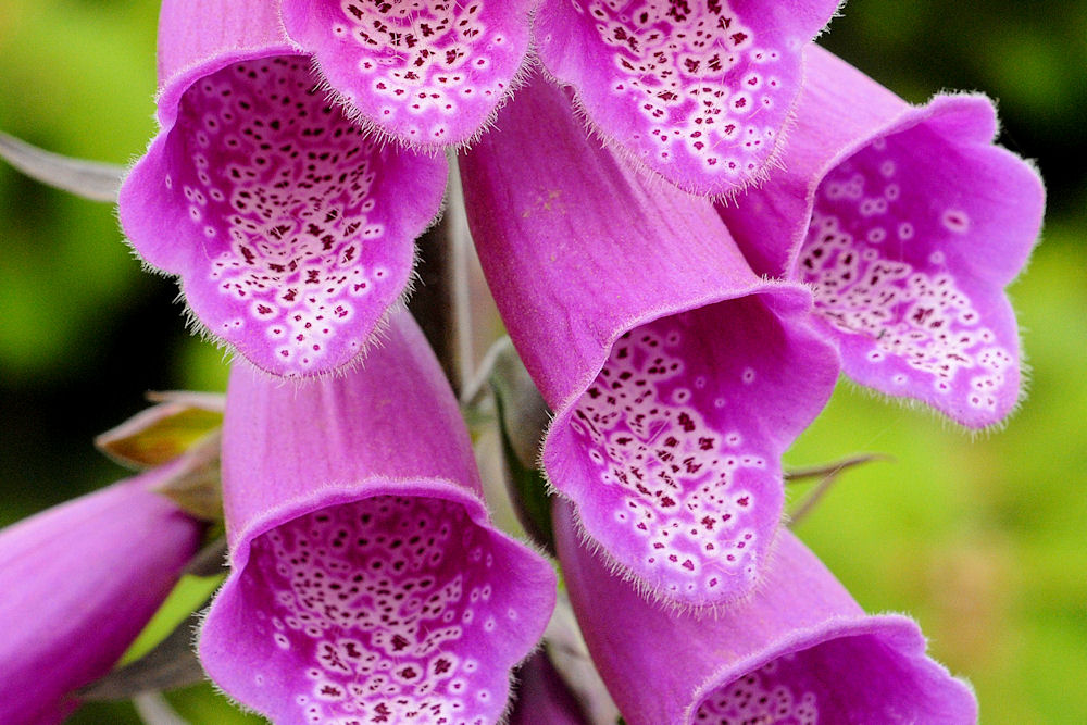 Red Foxglove 