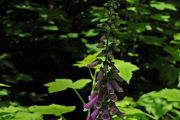 Foxglove, Red